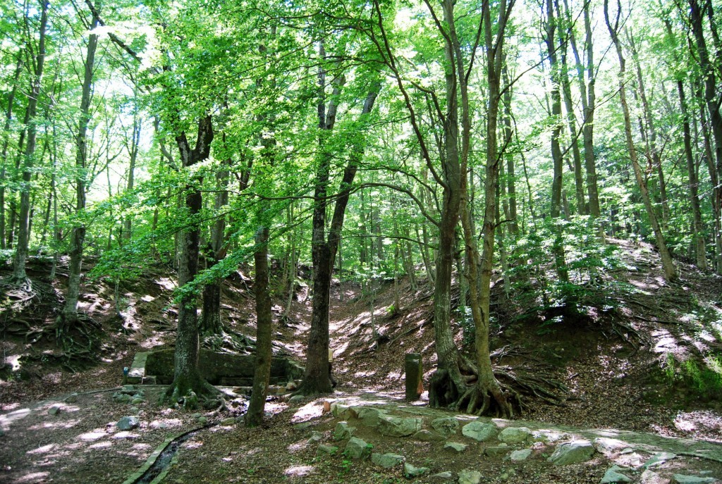Foto: Montseny (Font Bona - naixement Tordera)