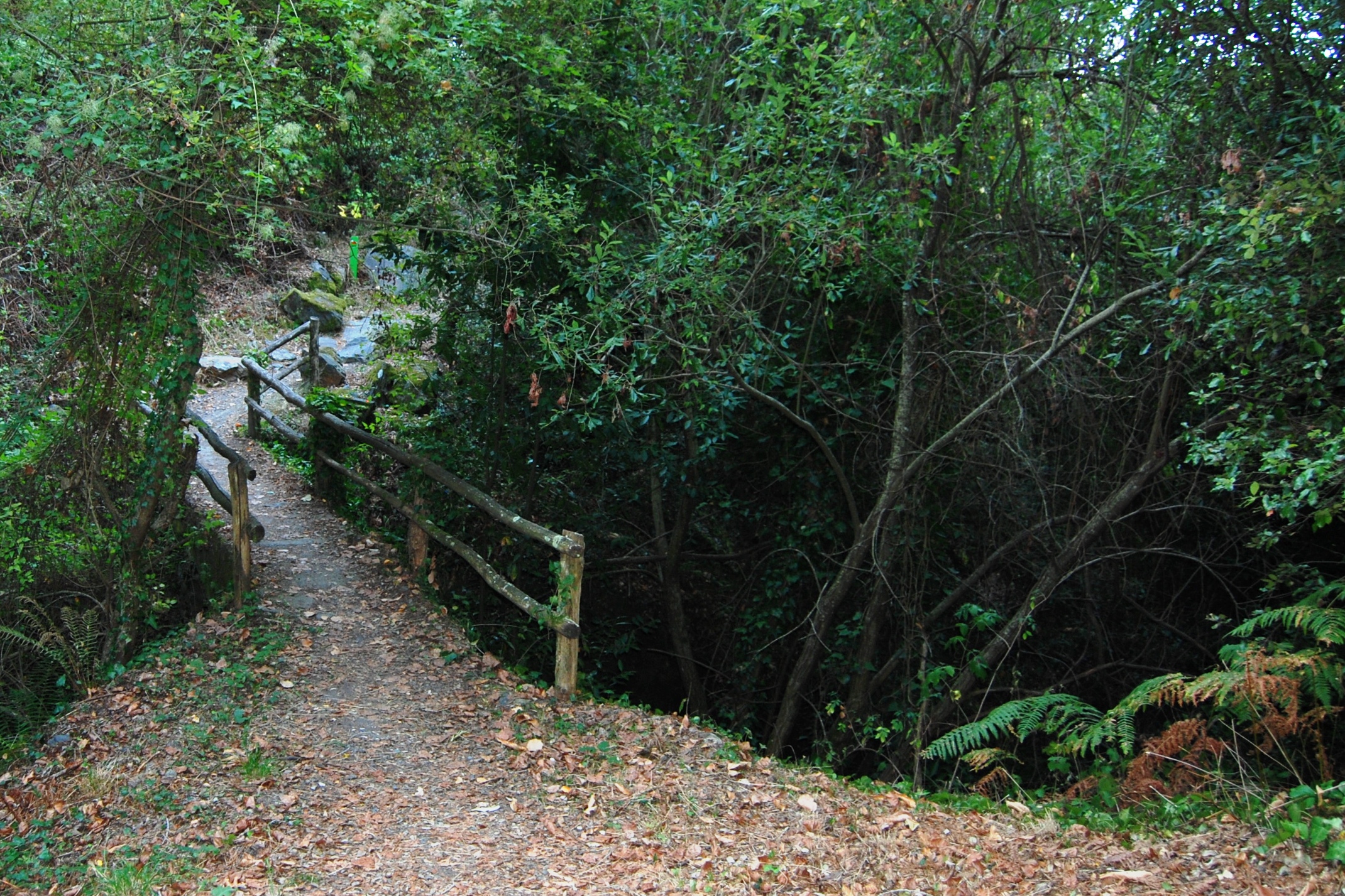 Tram Mosqueroles - Montseny