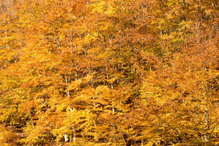 Caigua de la fulla al Montseny. Foto: Tourdera.